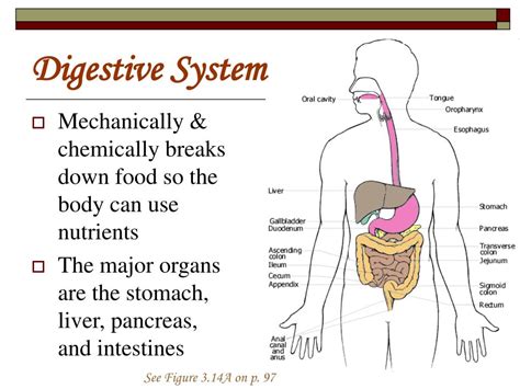 Structure Of The Digestive System