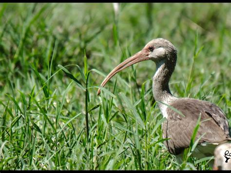 White Ibis juvenile - in Mexico | BirdNote