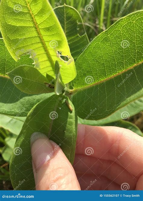 La Foglia Della Pianta Del Milkweed A Disposizione Mostra Che Il