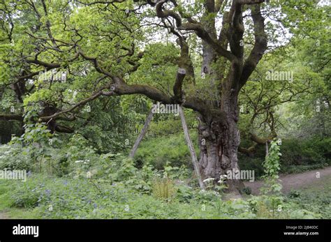 600 Year Old Birnam Oak Tree Stock Photo - Alamy