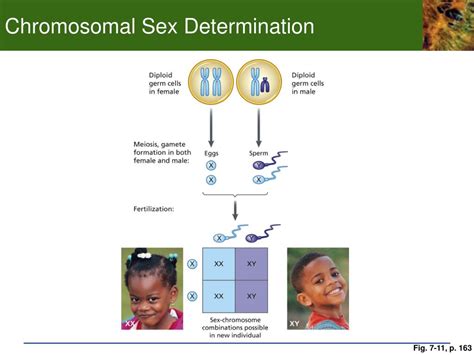 Ppt Chp 7 Development And Sex Determination 7 1 The Human