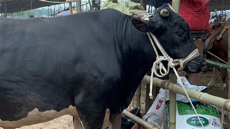 পোস্তগোলা গরুর হাট ২০২৪ বড় বড় গরু এই হাট এ।। এক বিরাট গরু ছাগলের