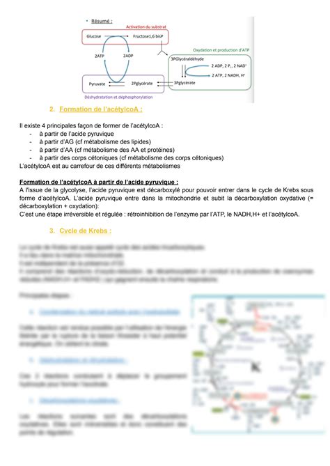 SOLUTION Métabolisme énergétique cellulaire Studypool