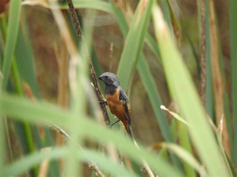 Sporophila Ruficollis Cabanis 1851
