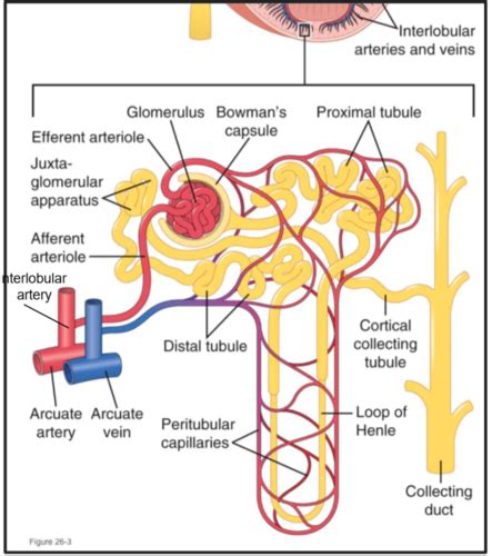 W Renal Phys Flashcards Quizlet