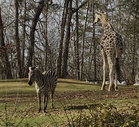 The North Carolina Zoo: showing North Carolina how to make a difference ...