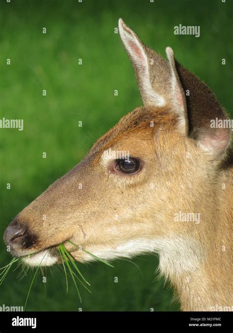 Female deer portrait Stock Photo - Alamy