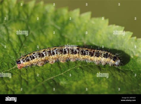 Large White Pieris Brassicae Caterpillar Stock Photo Alamy