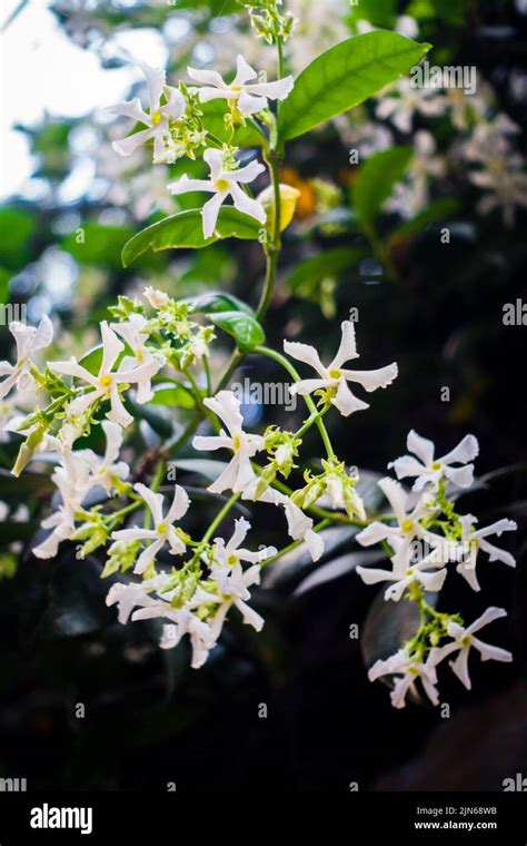 Asiatic Jasmine vine with blooming white flowers. Trachelospermum asiaticum, the Asiatic jasmine ...