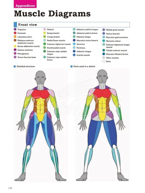 How To Create Manga Drawing The Human Body