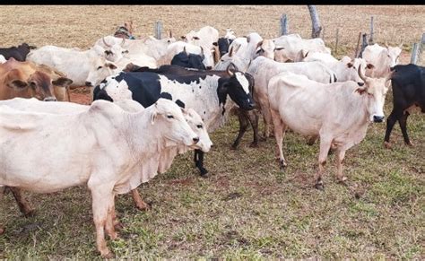 Vacas Nelore S O Furtadas E Pecuarista Tem Preju Zo De Mais De