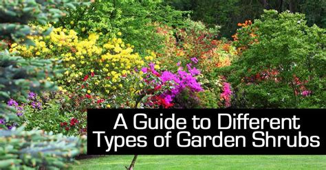 A Guide to Different Types of Garden Shrubs