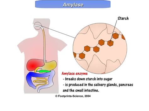 Y7 Life 10 Digestive Enzymes Ppt