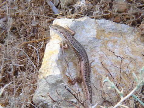 Young Florida cottonmouth : r/herpetology