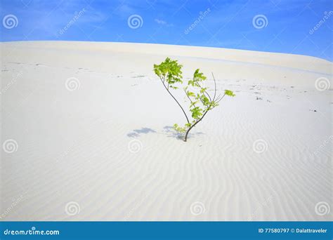 Alone Tree in White Sand Dunes Stock Image - Image of nature ...