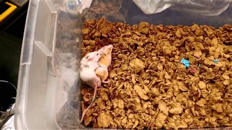 Mice Mating Up Close Youtube