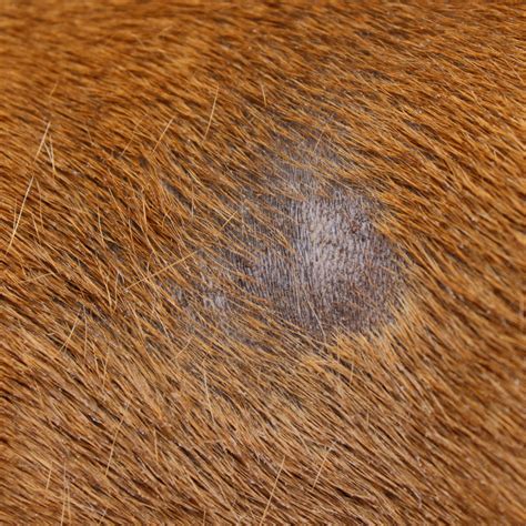 Ringworm in Dogs: Symptoms, Causes, and Treatment – Tails 'N' Tummies