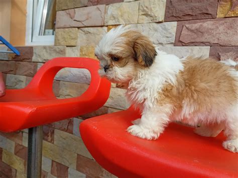 Shih Tzu Szczeniak Sunia Krak W Bronowice Olx Pl