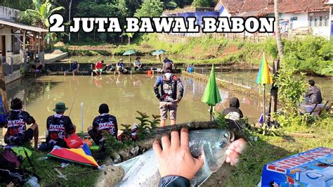 Mancing Borongan Ikan Bawal Babonidr Juta Bareng Anglers Garut