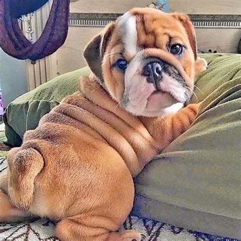 Obtain Great Pointers On Bulldog Puppies They Are Actually Available