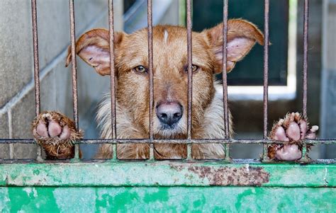 Canil Gatil De Santo Tirso Reabre Boxes Gratuitas Para Animais De