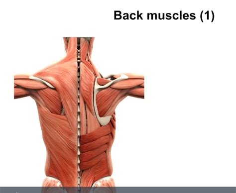 Back Muscles Diagram Quizlet