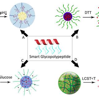 Schematic Illustration Of Stimuliresponsive Glycopolypeptide Based Drug