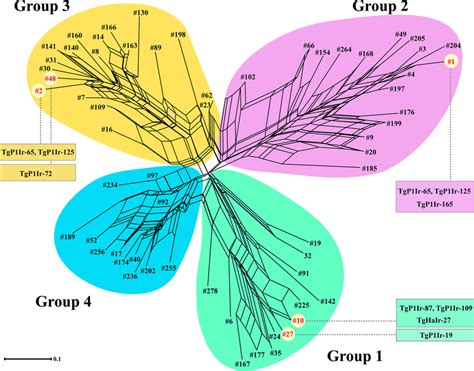 Split Tree Phylogenetic Network Of Toxoplasma Gondii Isolates Among Download Scientific Diagram