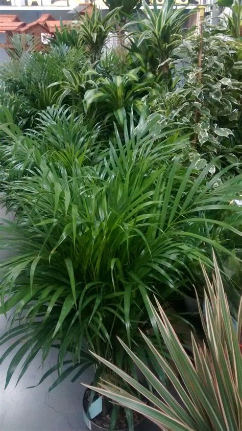 Some Very Pretty Plants In A Big Pot