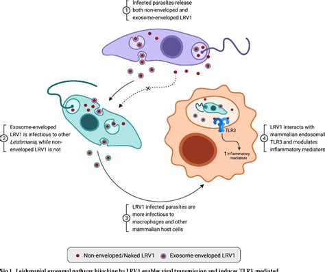 Figure 1 From Viral Endosymbiotic Infection Of Protozoan Parasites How