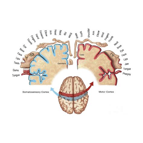 Cortical Homunculus Map