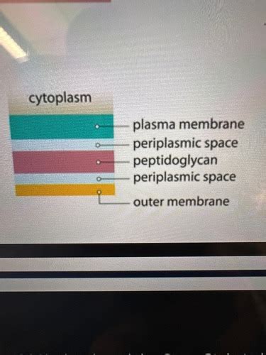 Exercise 10 Gram Stain Procedure Flashcards Quizlet