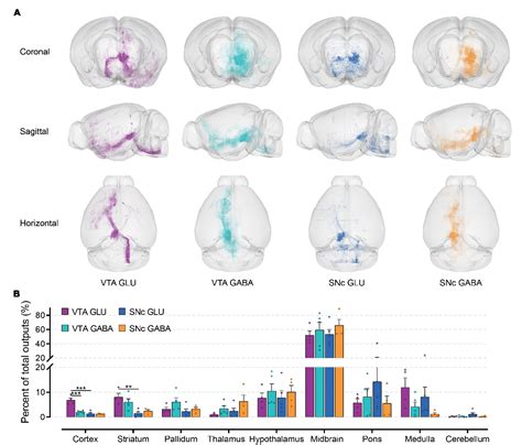 Figure 5 From A Whole Brain Connectivity Map Of Vta And Snc Glutamatergic And Gabaergic Neurons