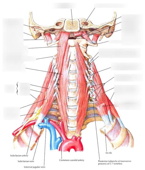 Prevertebral Muscles Of Neck Diagram Quizlet