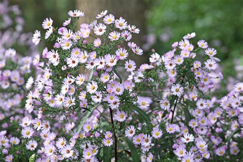 꽃에 창백한 라일락 Aster Laevis 하이브리드 Les Moutiers 0명에 대한 스톡 사진 및 기타 이미지 0명