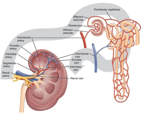 Clin Med II L26 CKD Part I Flashcards Quizlet