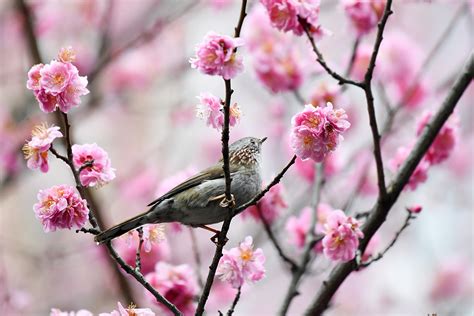 Spring Flowers Attract Birds In Sw China S Guizhou Cgtn