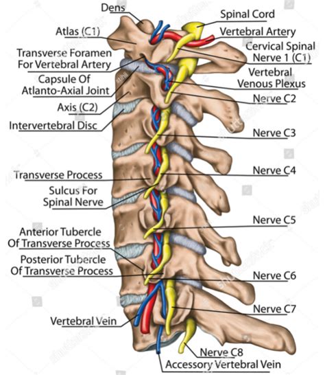 Cervical Spinal Nerves Anatomy