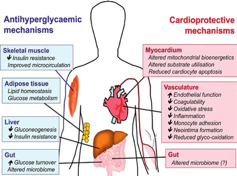 Action Of Metformin In Multiple Sites Download Scientific Diagram