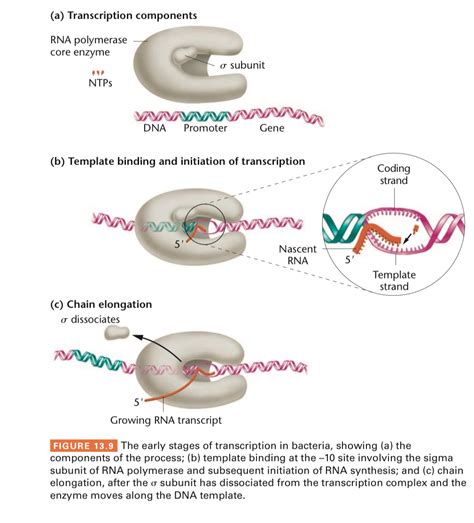 Answered A Transcription Components RNA Bartleby