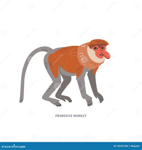 Proboscis Monkey Nasalis Larvatus Or Long Nosed Monkey Stock Vector