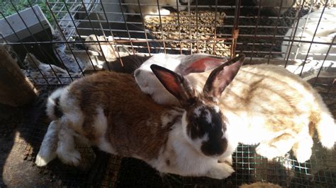 Flemish Giant Rabbits For Sale Huffman Tx 172298