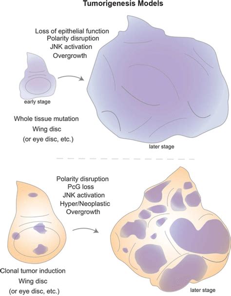 Tumor Models In Drosophila Epithelial Tissues Powerful Genetic Screens