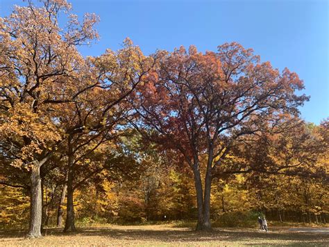 10 Fall Leaves Photos From Hammel Woods In Shorewood | Joliet, IL Patch
