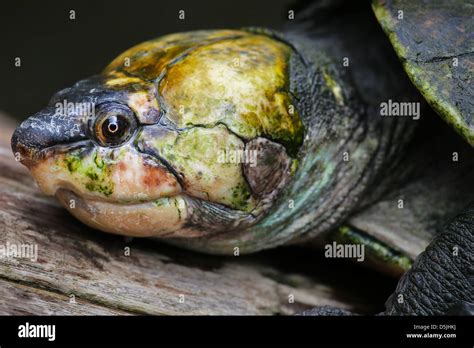 Critically ENDANGERED Madagascan Big-headed Turtle (Erymnochelys ...