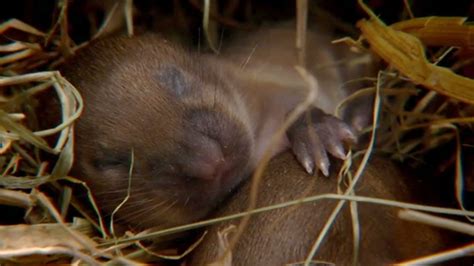 Bbc Two The Burrowers Animals Underground Episode 3 Badger Speak