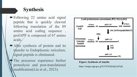 Amylin Hormone.pdf