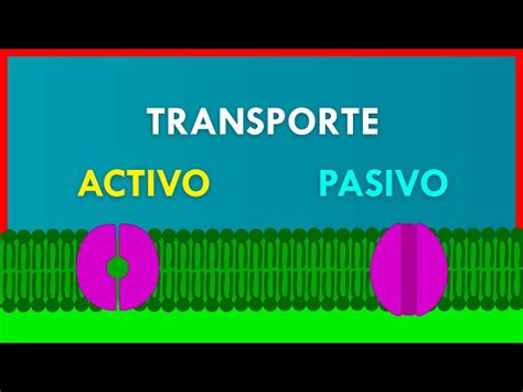 Diferencia entre transporte celular activo y pasivoSOLUCIÓN