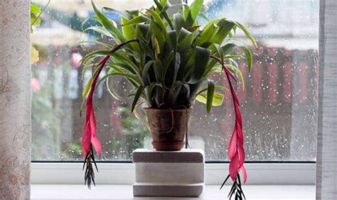 A Resilient Bromeliad: Queens Tears Plant - a Friendly Gardener