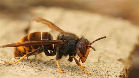 Asiatische Hornisse breitet sich in Baden Württemberg aus